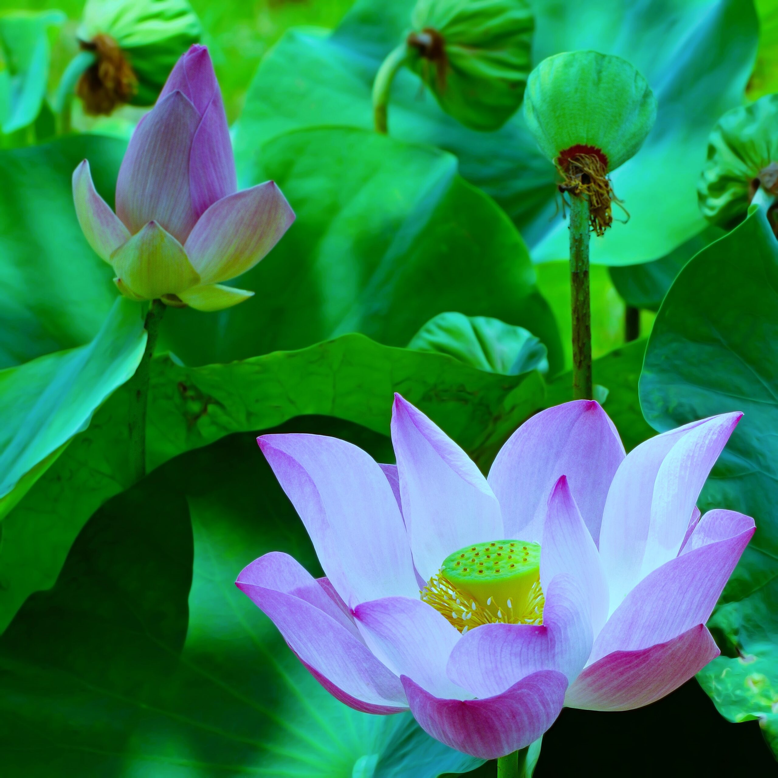 Image of a lotus flower under a cool color lens