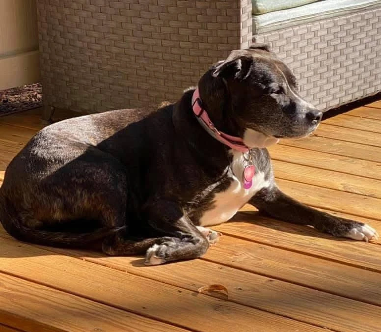 Licensed mental health counselor in North Carolina, Celine Bongaerts, attributes her late pet, Piper, ad being a big part of her life even today.